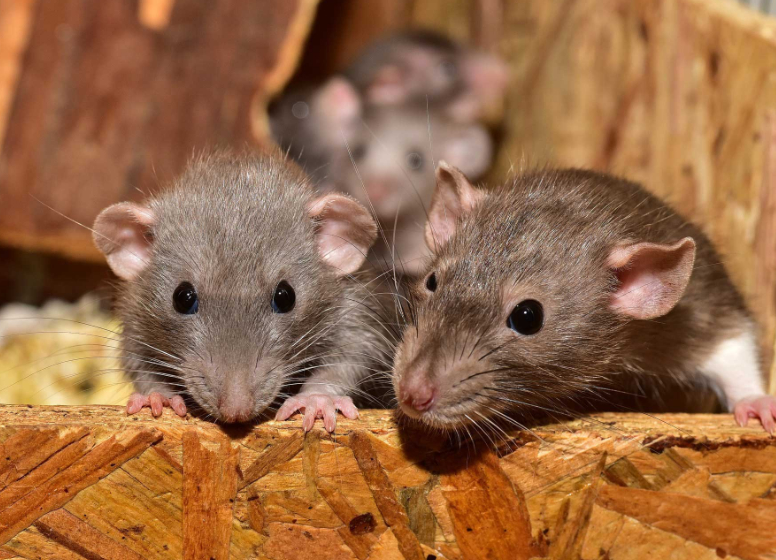 Pest Control in Ottawa: The Role of Construction and Renovations in Attracting Pests