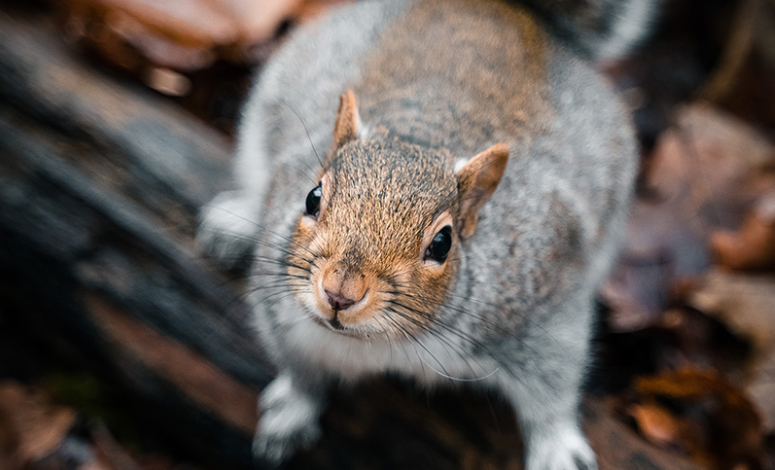 squirrel removal