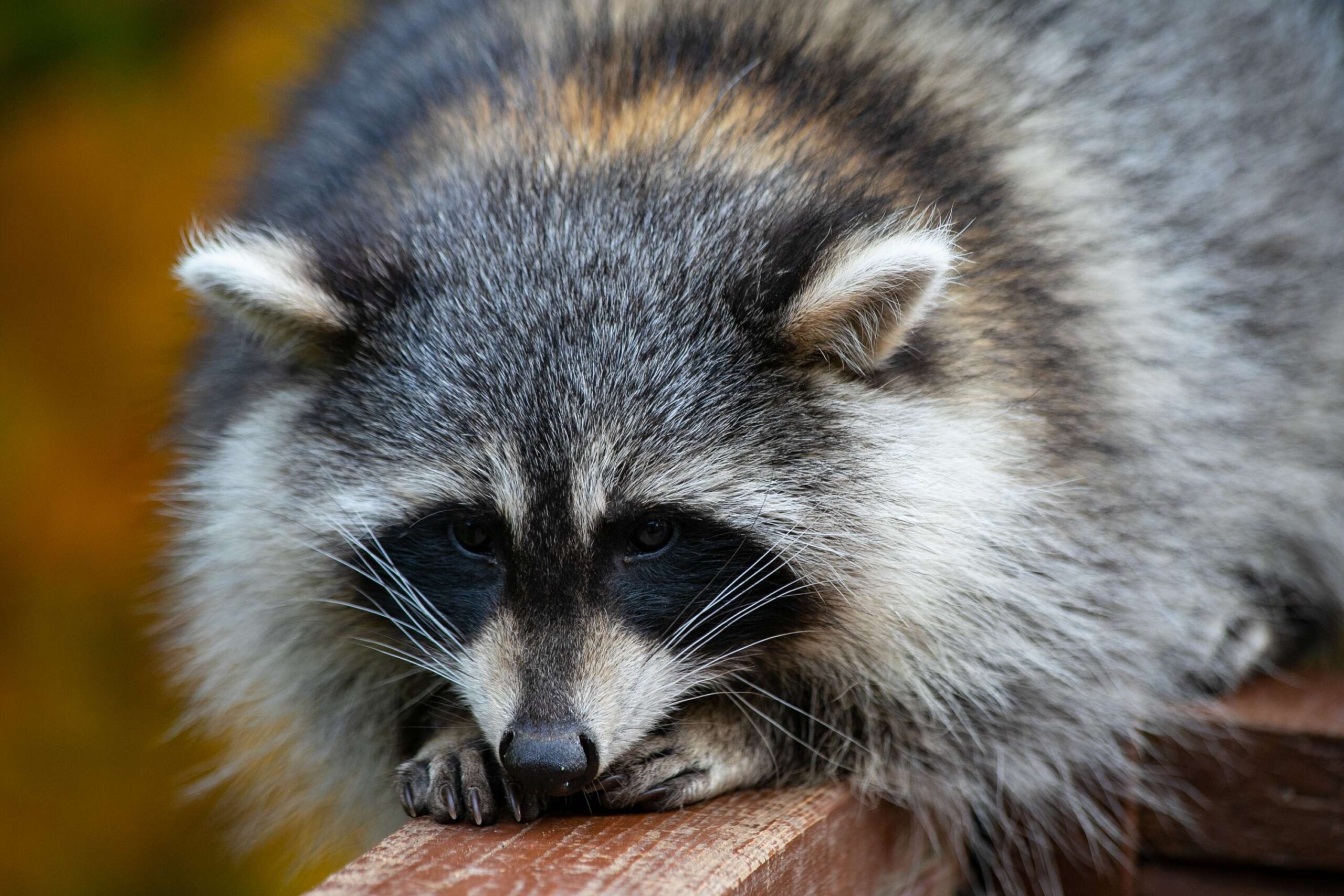 Raccoon removal from attic in Ottawa: what homeowners should never try on their own