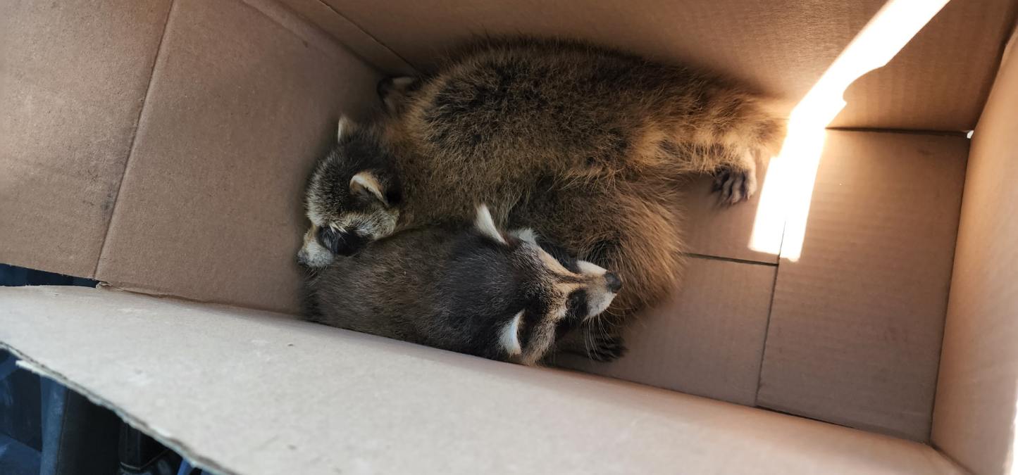 Comment éviter que les ratons laveurs reviennent après la capture ?
