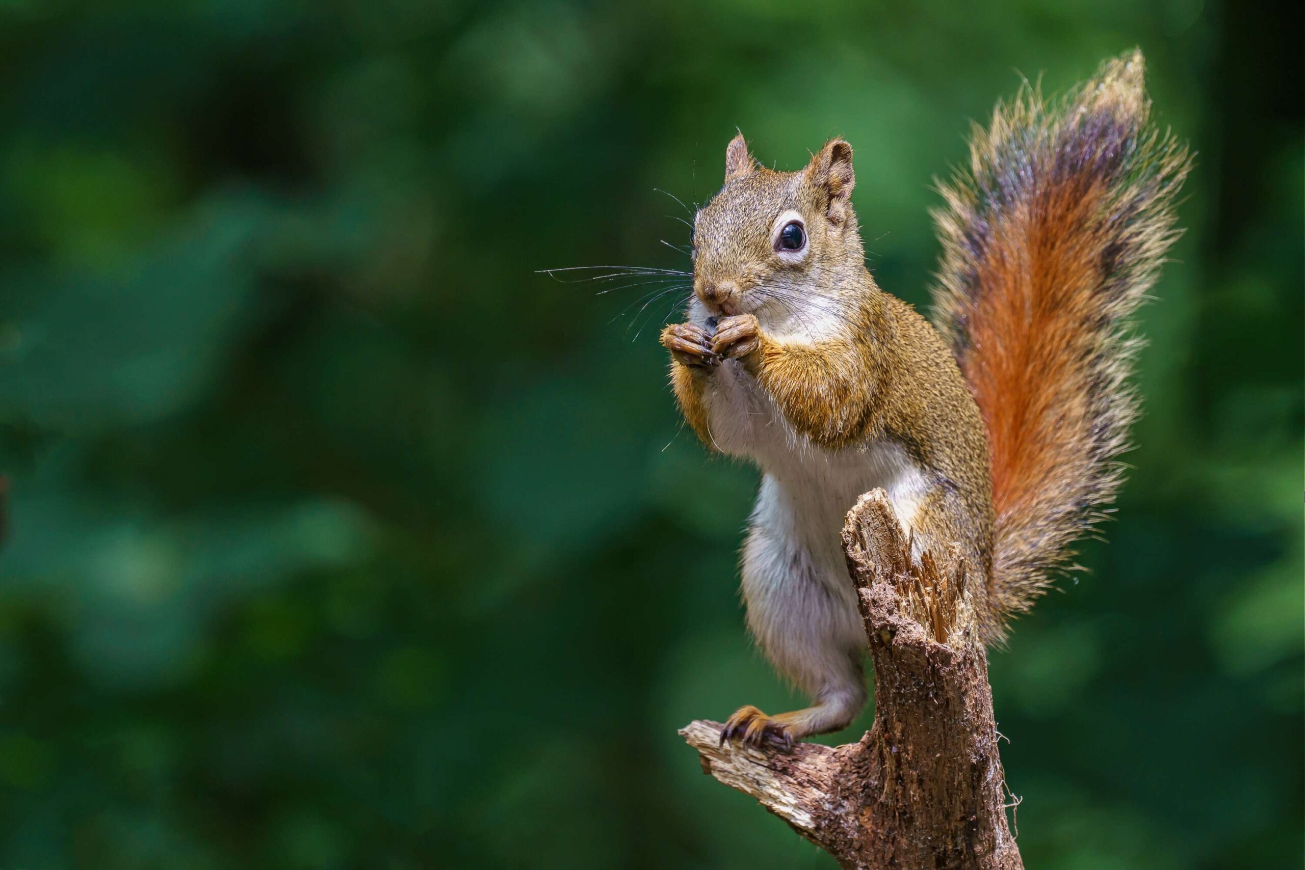 Squirrel Removal in Ottawa: What Really Happens During a Professional Inspection