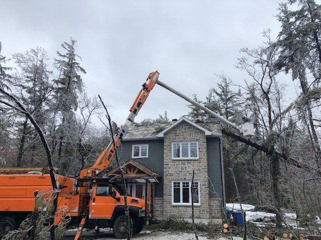 Abattage d’arbre à Gatineau : comment reconnaître une entreprise compétente?