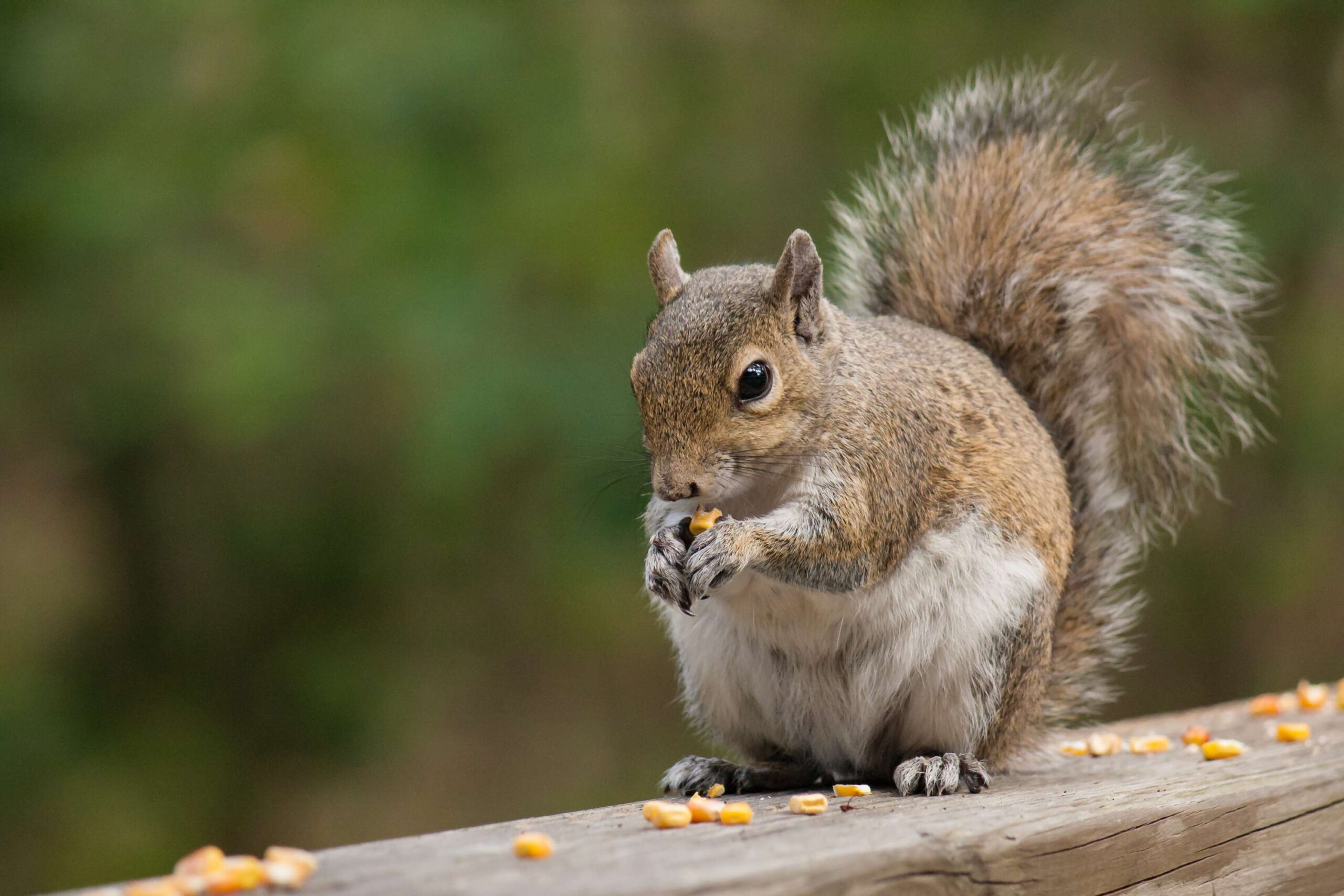 How much does squirrel removal cost in Ottawa?
