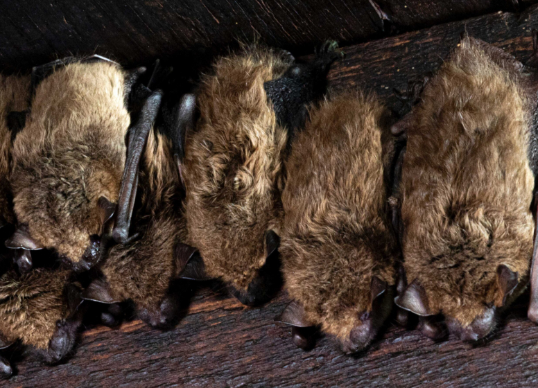 How to get rid of bats in Ottawa ?