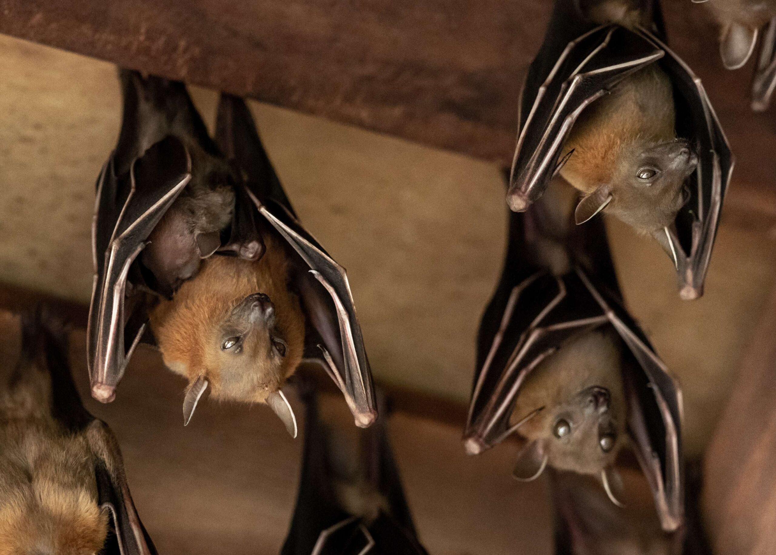 7 Common Bat Entry Points Around Your Roof and Attic